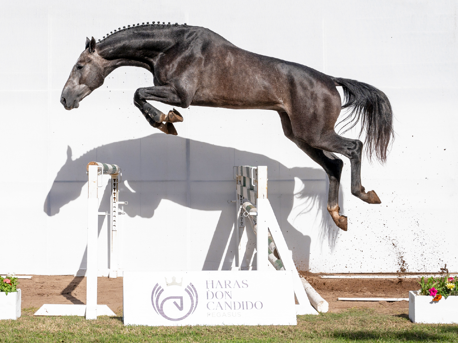 Pegasus Chabon